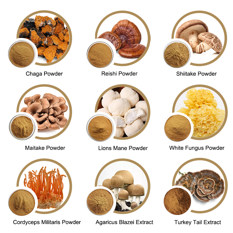 Cordyceps Militaris Extract - Image 2