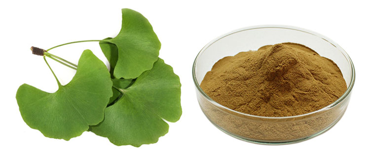 ginkgo biloba extract supplier, wholesale/bulk/oem/private label
